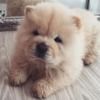 chubbygogo